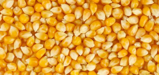 Как выбрать сорт кукурузы