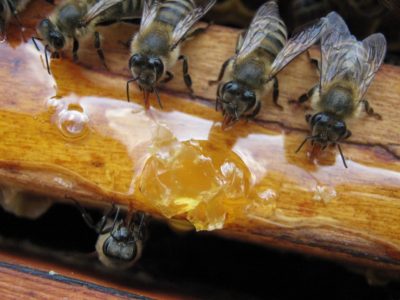 Füttern Bienen Honig alt