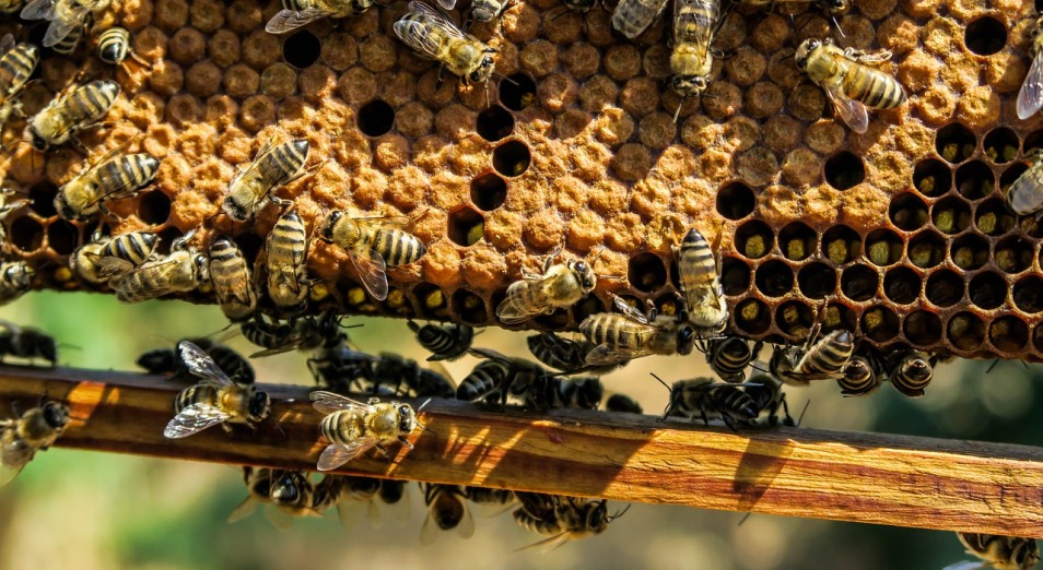 De vigtigste anbefalinger til biavlere