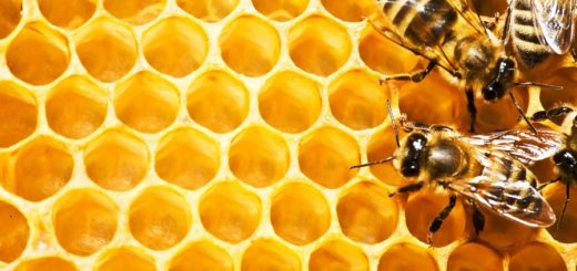 Основи бджільництва для початківців
