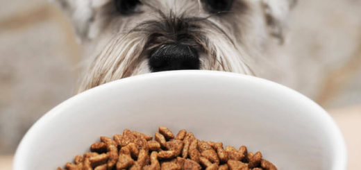 10 най-добрата храна за кучета 2020 на годината