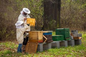Jak se stát včelař?