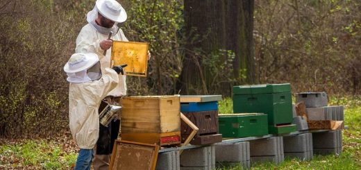 Jak stać się pszczelarz?
