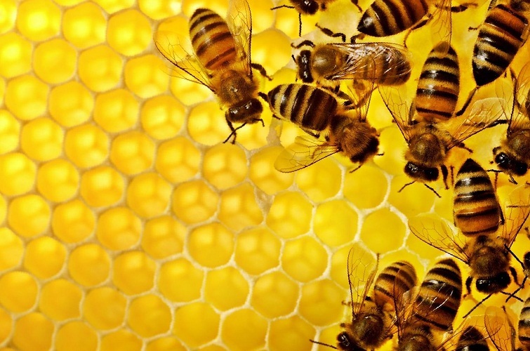 Γιατί οι μέλισσες ονειρεύονται: toking