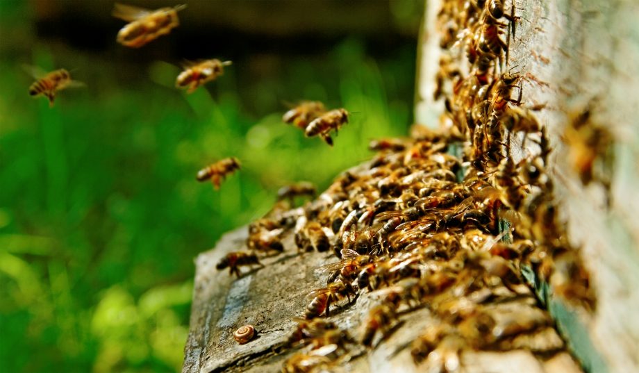 O czym marzą pszczoły: obrócenie