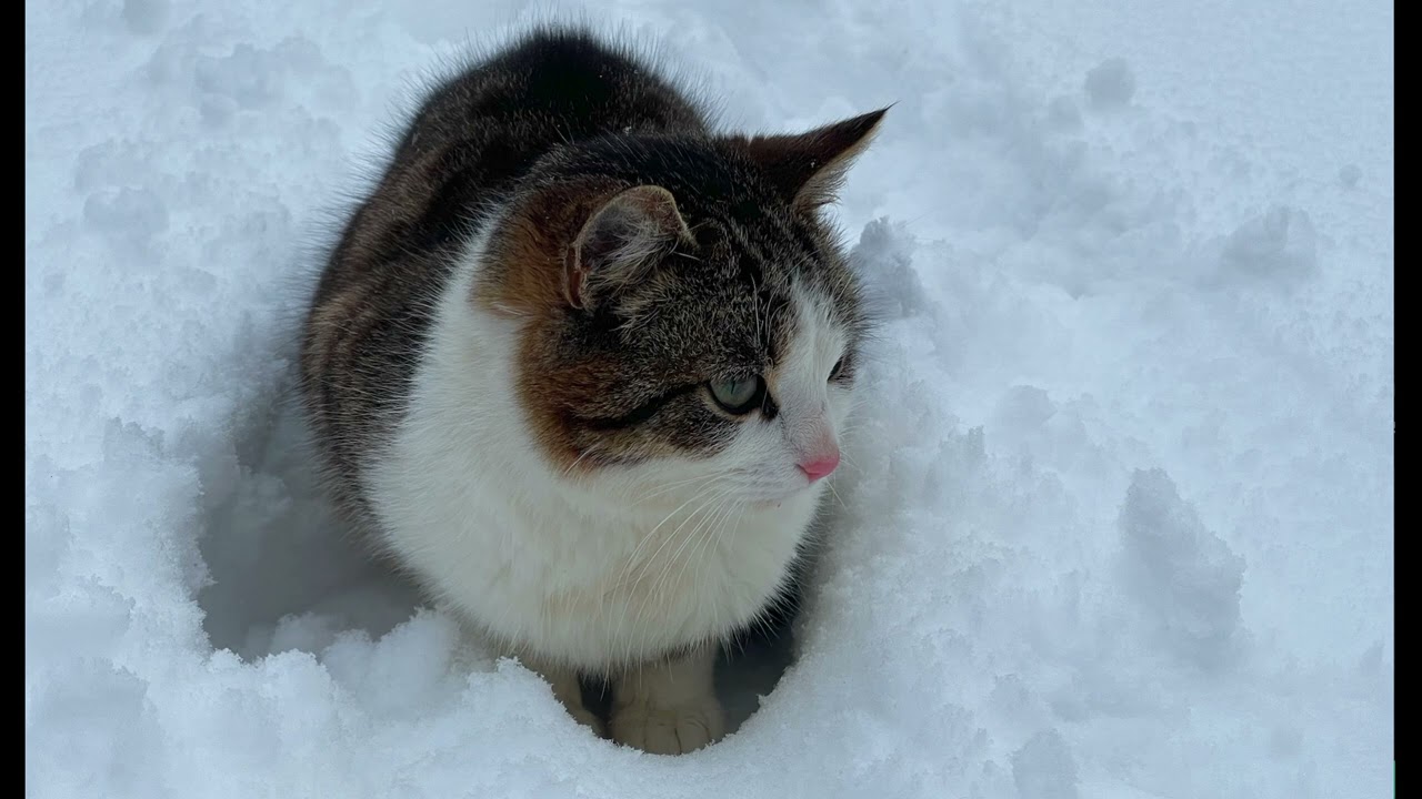 Dè bu chòir aire a thoirt dha nuair a bhios tu a 'biathadh do chat sa gheamhradh